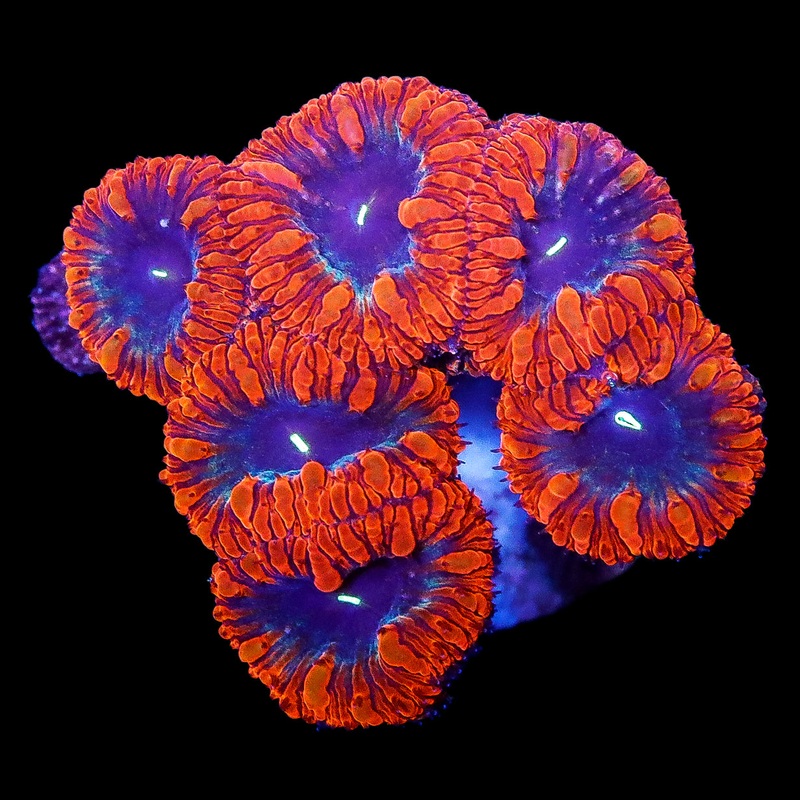 Ultra Aussie Blastomussa Coral Colony