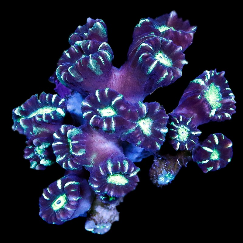 Ultra Aussie Candy Cane Coral Colony