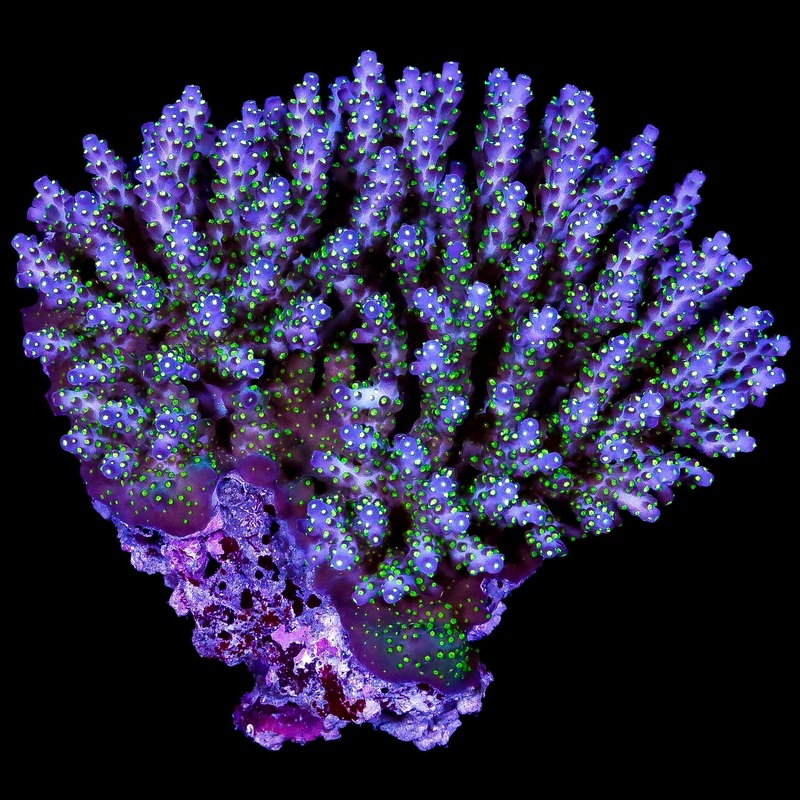 Ultra Aussie Tricolor Acropora Coral Colony