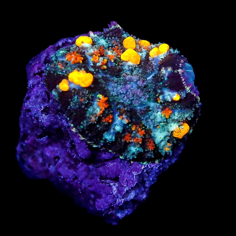 Ultra Bounce Mushroom Coral
