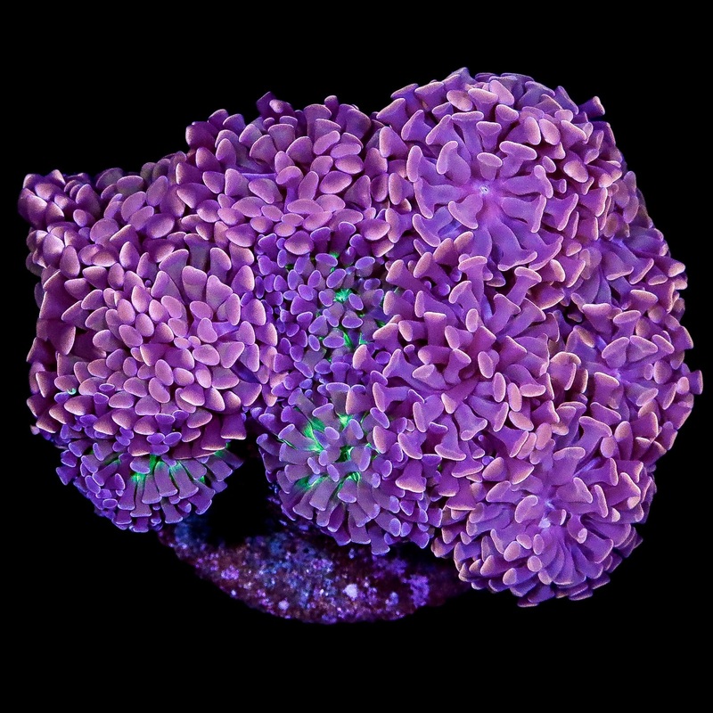 Ultra Branching Hammer Coral Colony