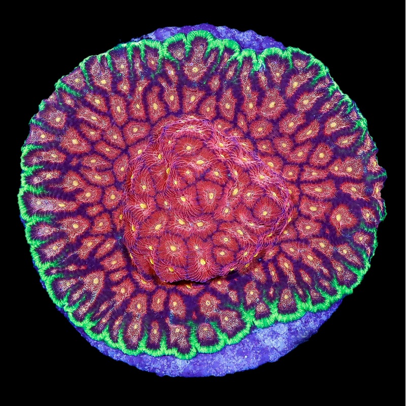 Ultra Favites Coral Colony