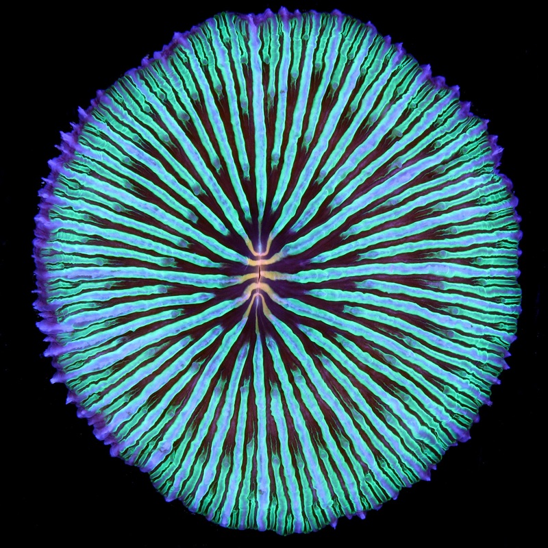 Ultra Fungia Plate Coral