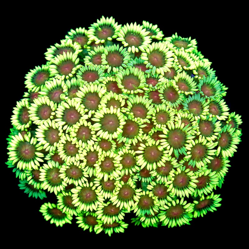 Ultra Goniopora Coral Colony