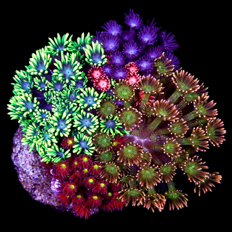 Ultra Hot Goniopora Coral Combo Colony - WOW!