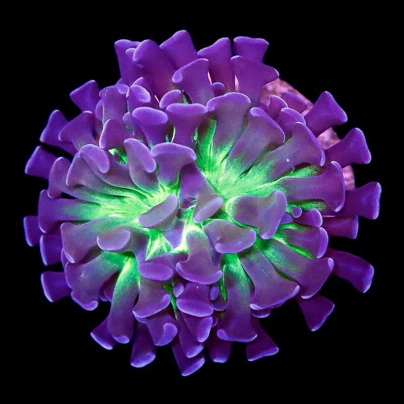 Ultra Indo Branching Hammer Coral
