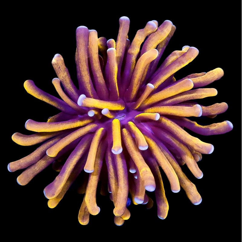 Ultra Indo Gold Torch Coral
