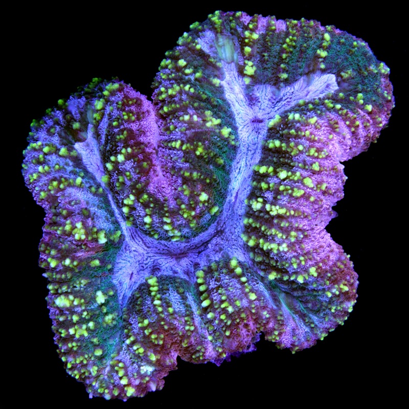Ultra Lobophyllia Coral