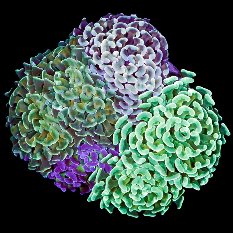 Ultra Mixed Branching Hammer Coral Colony