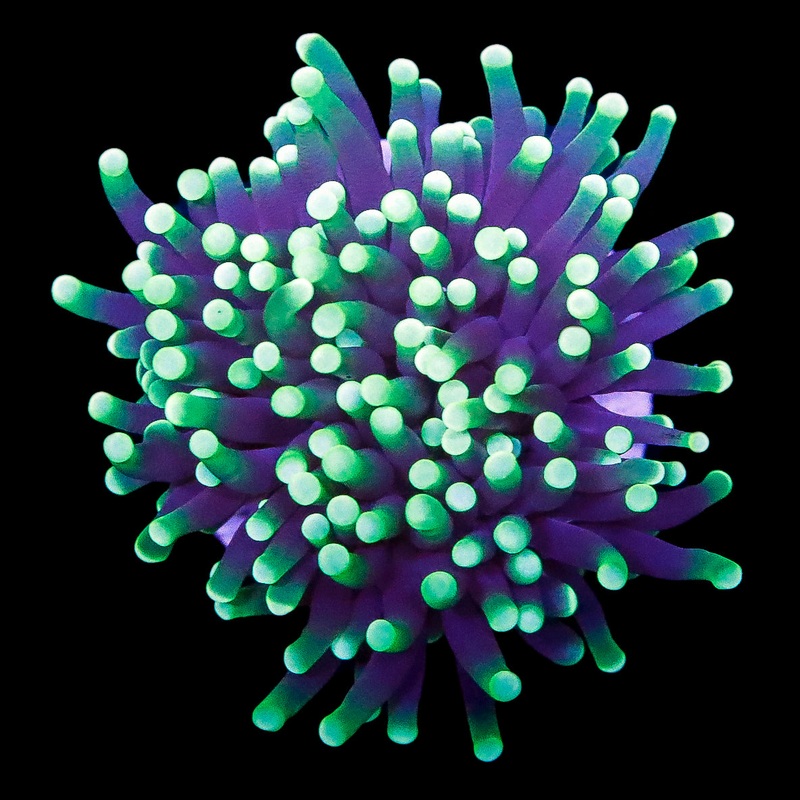Ultra Neon Tip Torch Coral
