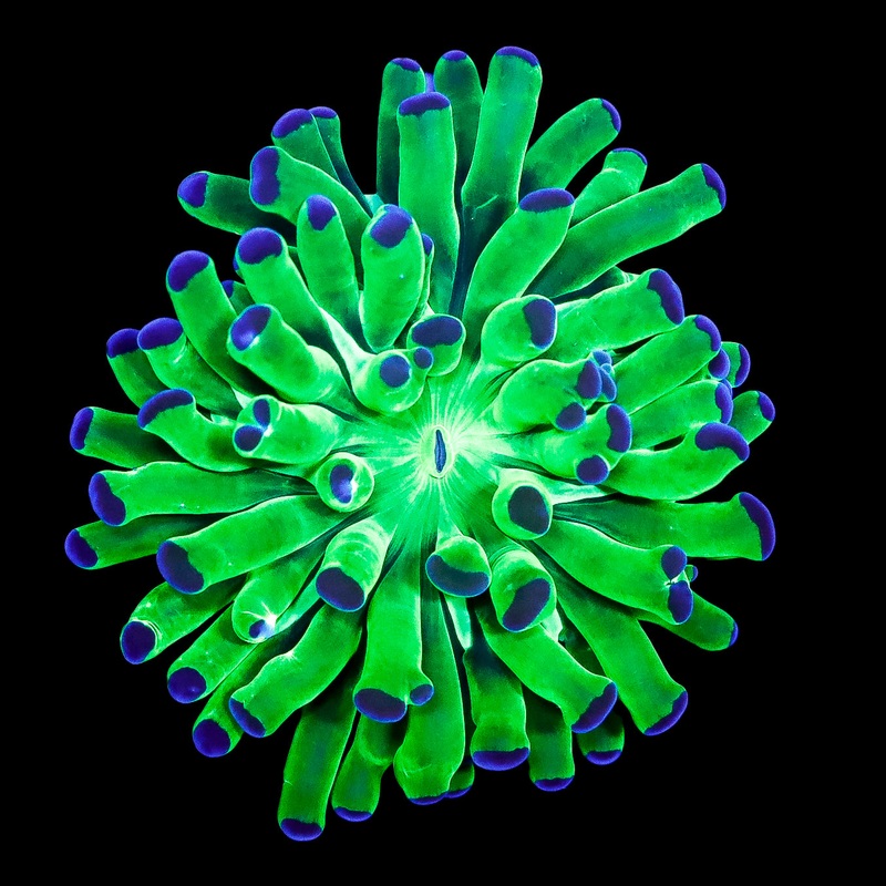 Ultra Neon Torch Coral