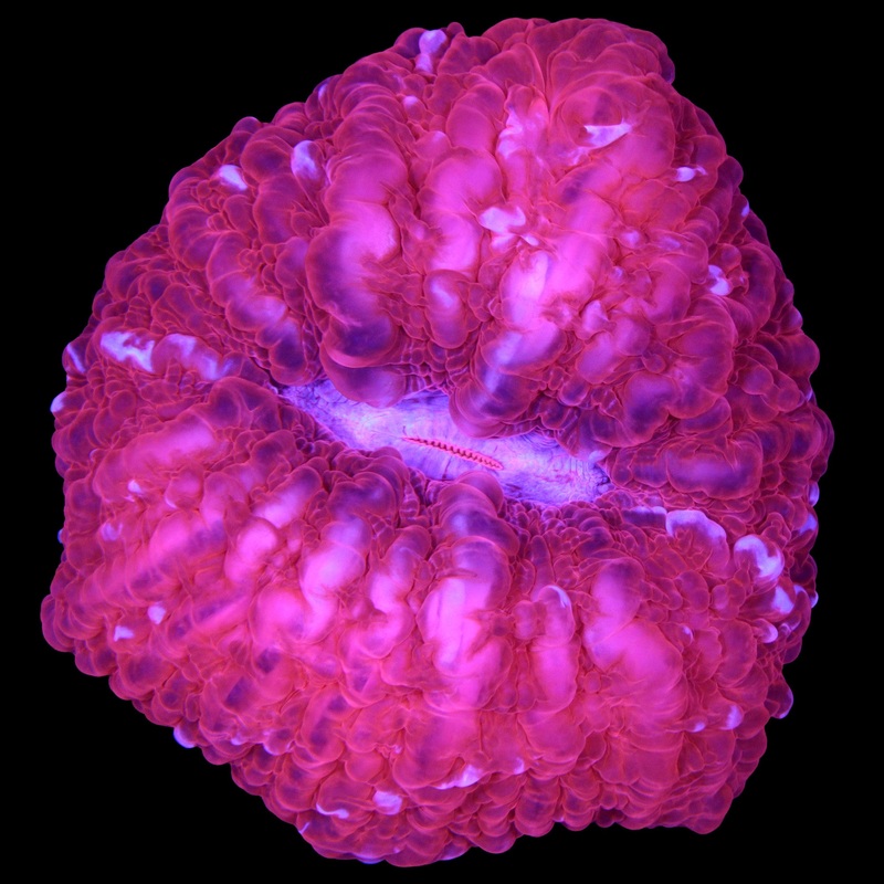 Ultra Red Cynarina Coral