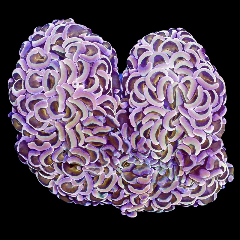 Ultra Reef Raft Hammer Coral Colony