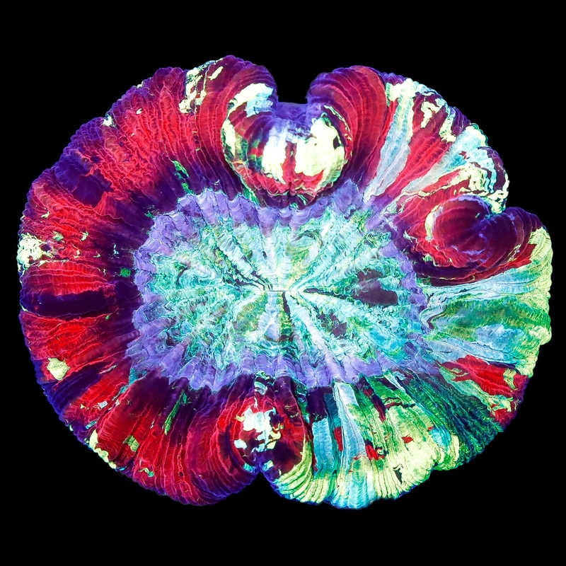 Ultra Wellsophyllia Coral Colony