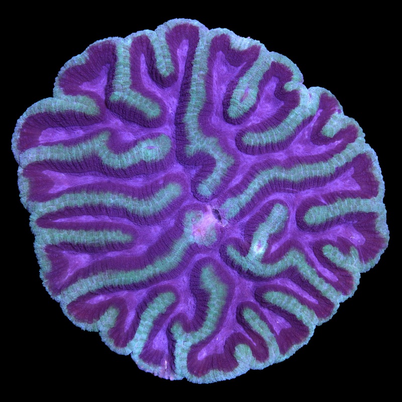 Ultra XL Lobophyllia Coral