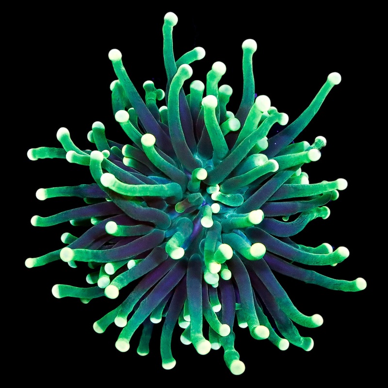 Ultra Yellow Tip Torch Coral