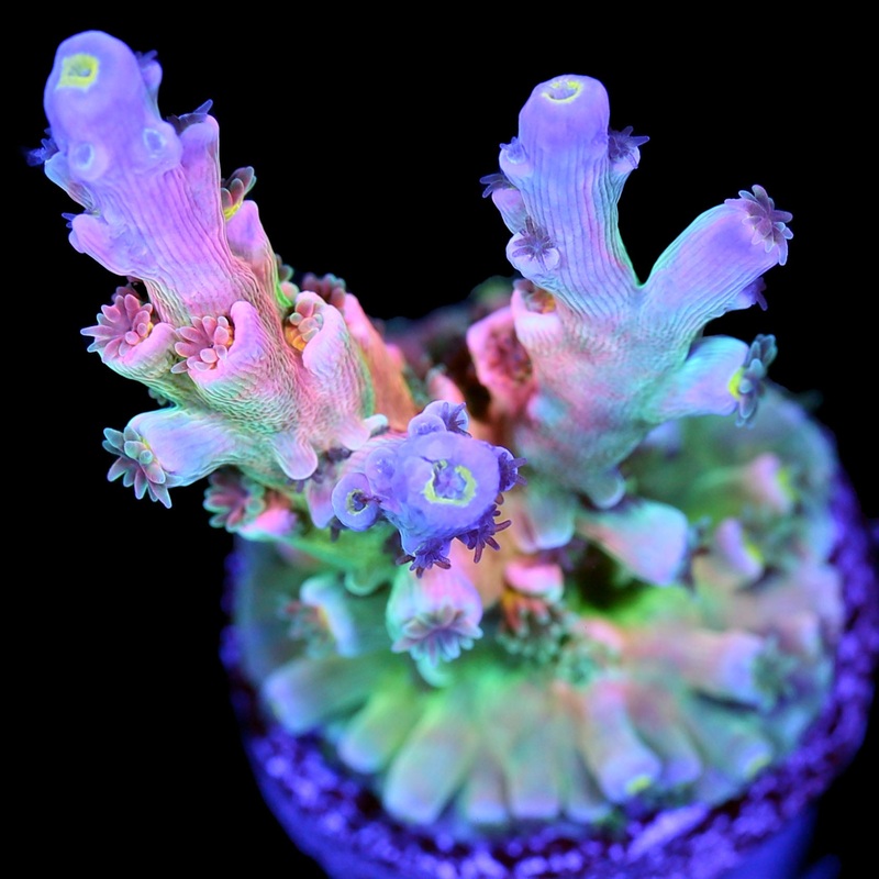 Vivid Insanity Acropora - Insane Color Large Frag