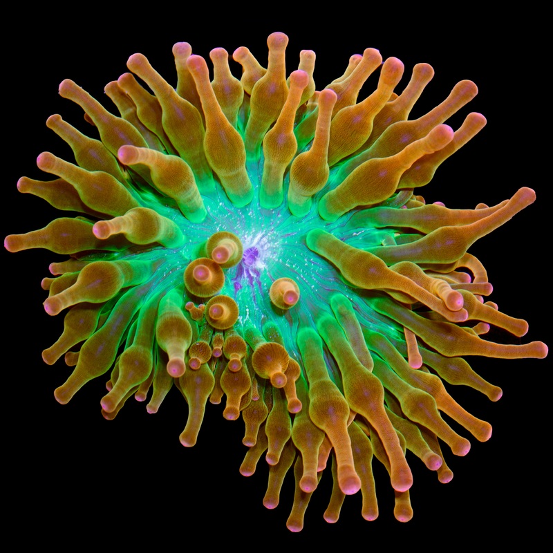 Vivid Rose Anemone (Aqua Cultured)