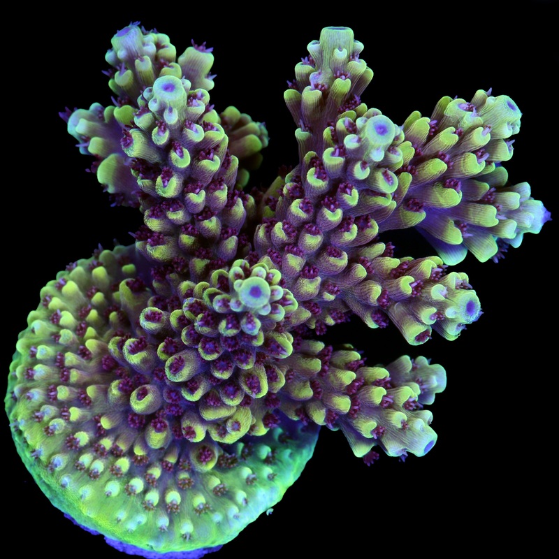 Vivid's Crazy 8 Acropora Coral