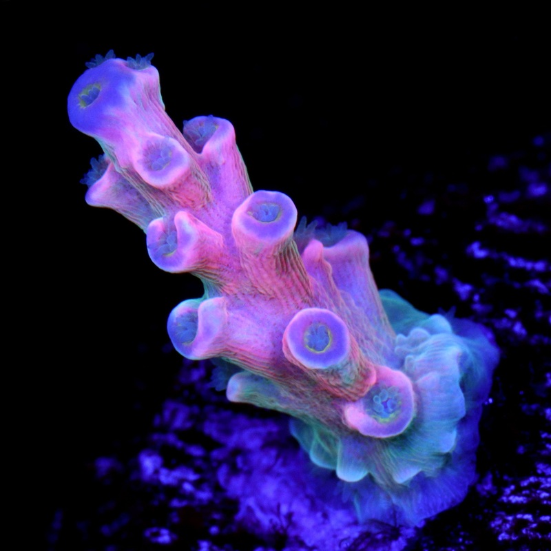 Vivid's Insanity Acropora Coral