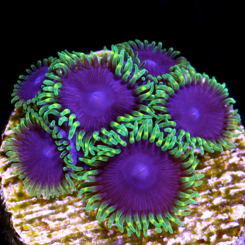 Vivid's Joker Zoanthids