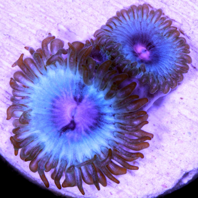 Vivid's Miami Vice Zoanthid