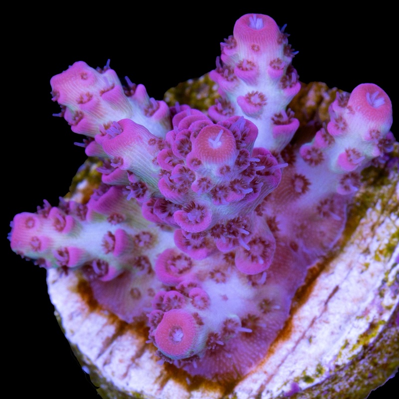 Vivid's Peppermint Table Acropora Coral