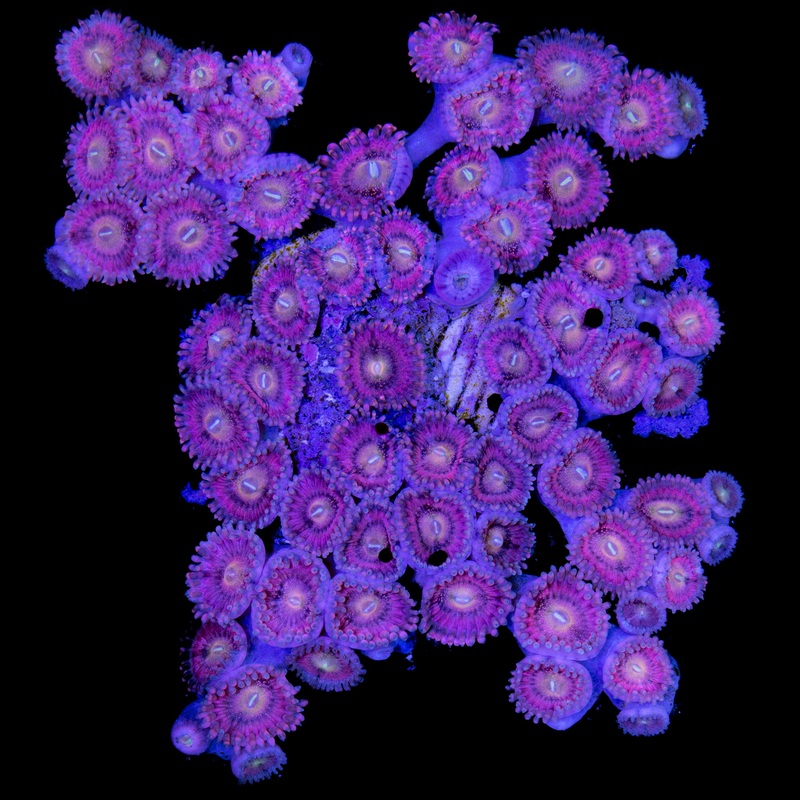 Vivid's Pretty in Pink Zoanthids