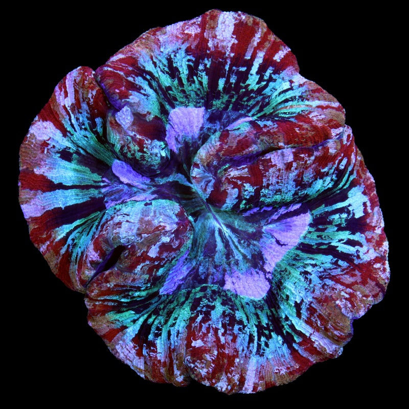 XL Rainbow Trachyphyllia Coral