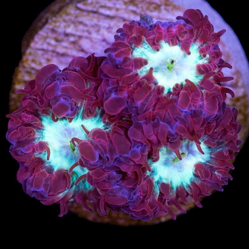 Appleberry Blastomussa Merletti Coral