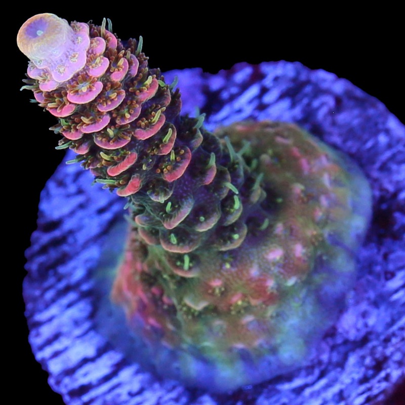 ASD Rainbow Millepora Coral