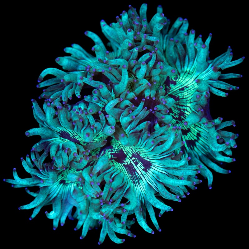 Aussie Elegance Coral