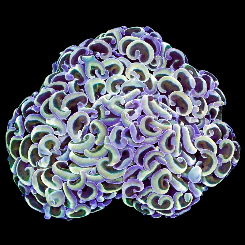 Aussie Rainbow Hammer Coral Colony