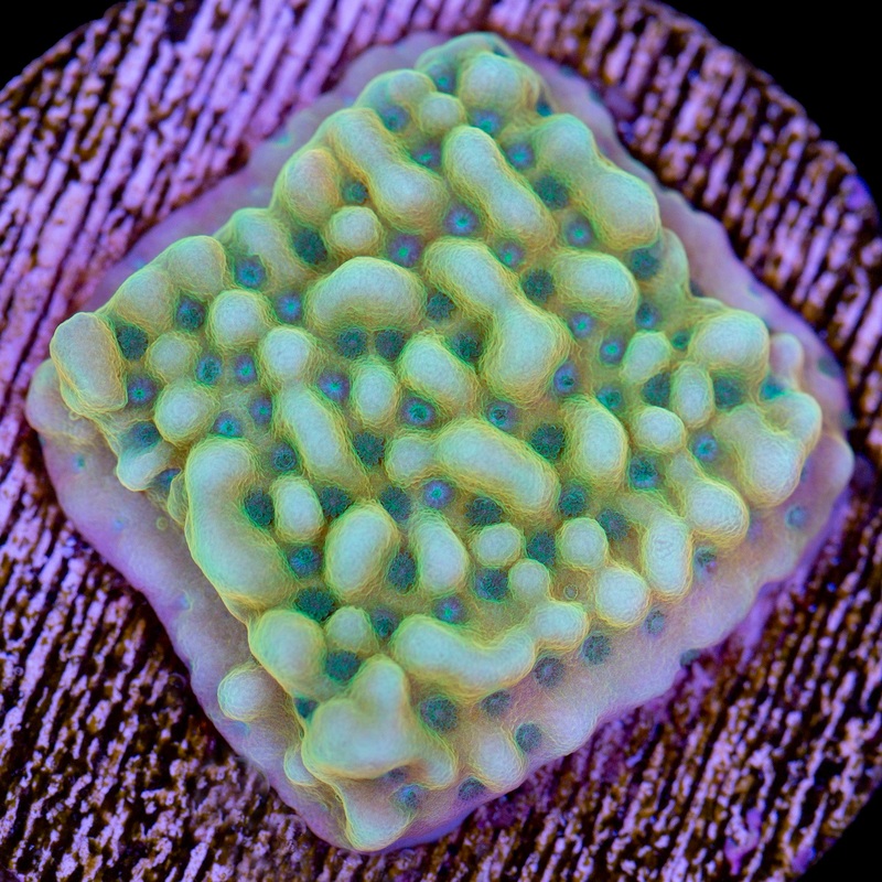 Beach Bum Montipora Coral
