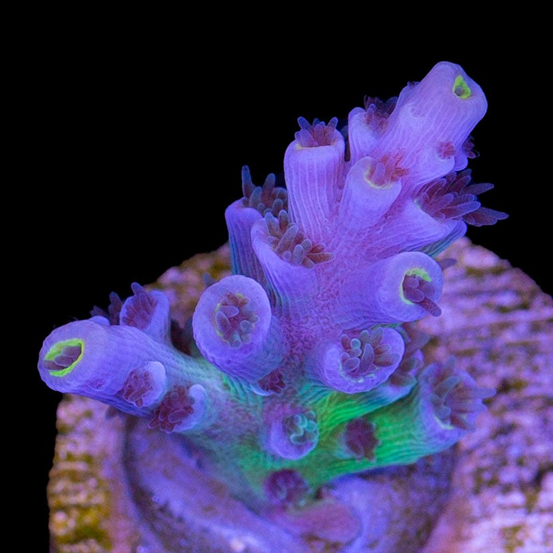CC Pink Highlighter Acropora Coral