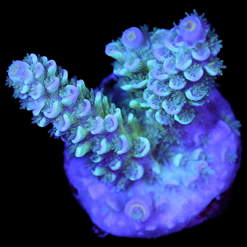 Cosmic Girl Tenuis Acropora Coral