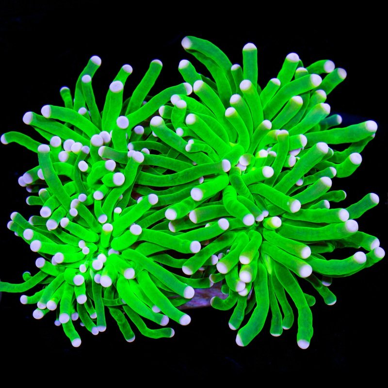 Cotton Candy Torch Coral