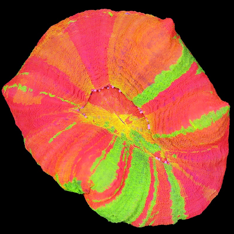 Crazy Color Master Scolymia Coral