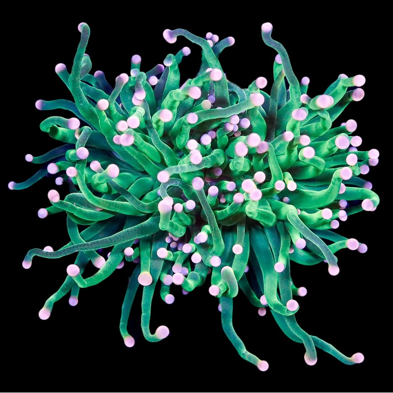 Electric Green Torch Coral