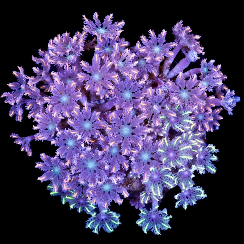 Firecracker + Highlighter Clove Polyp Combo Colony