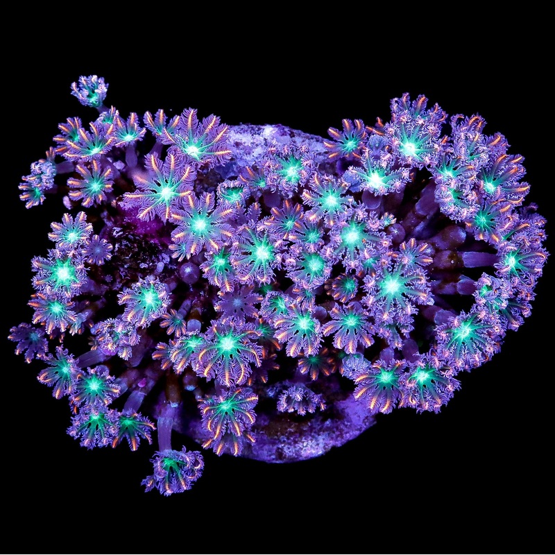 Fireworks Clove Polyp Coral Colony