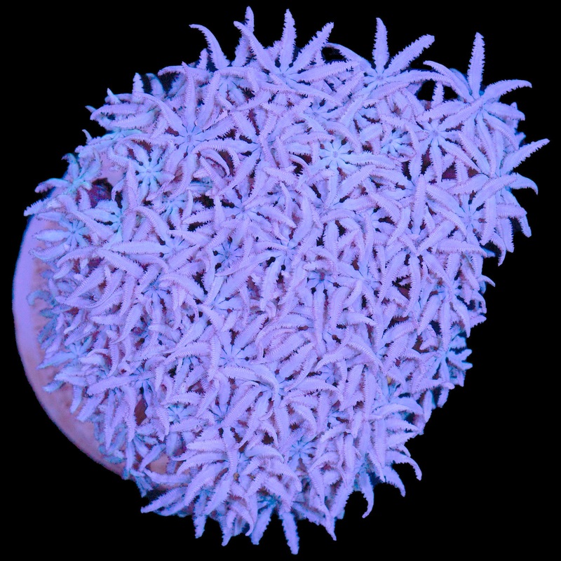 Frosty Pipe Organ Coral