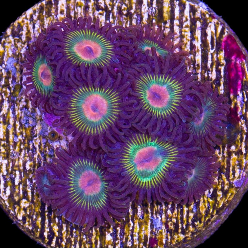 Gorilla Nipple Zoanthids