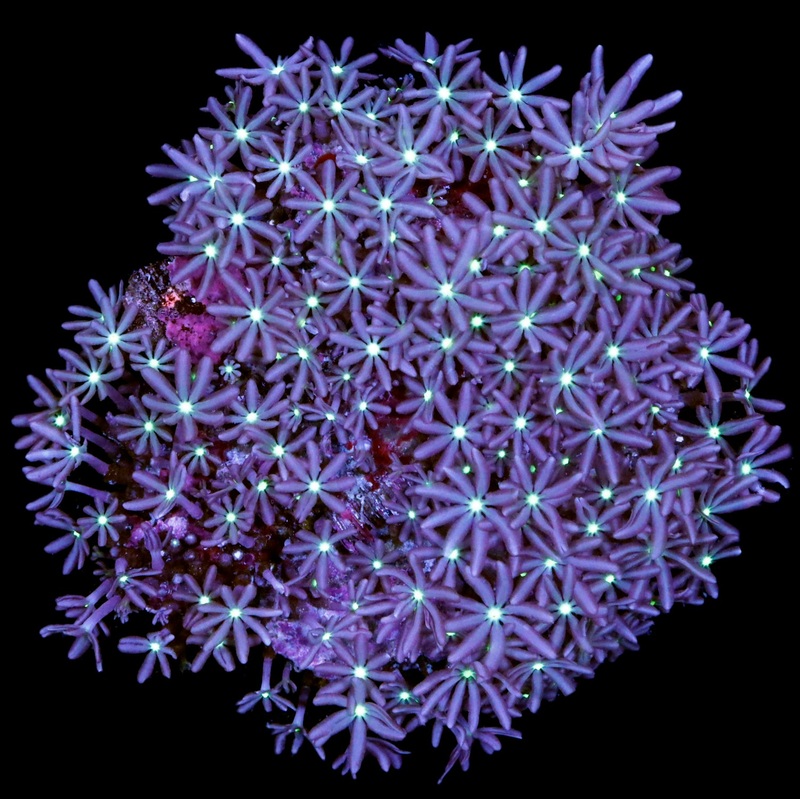 Green Eye Daisy Polyp Coral Colony