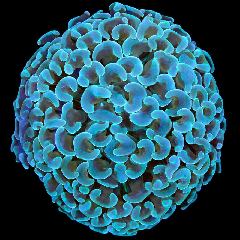 Green & Gold Hammer Coral