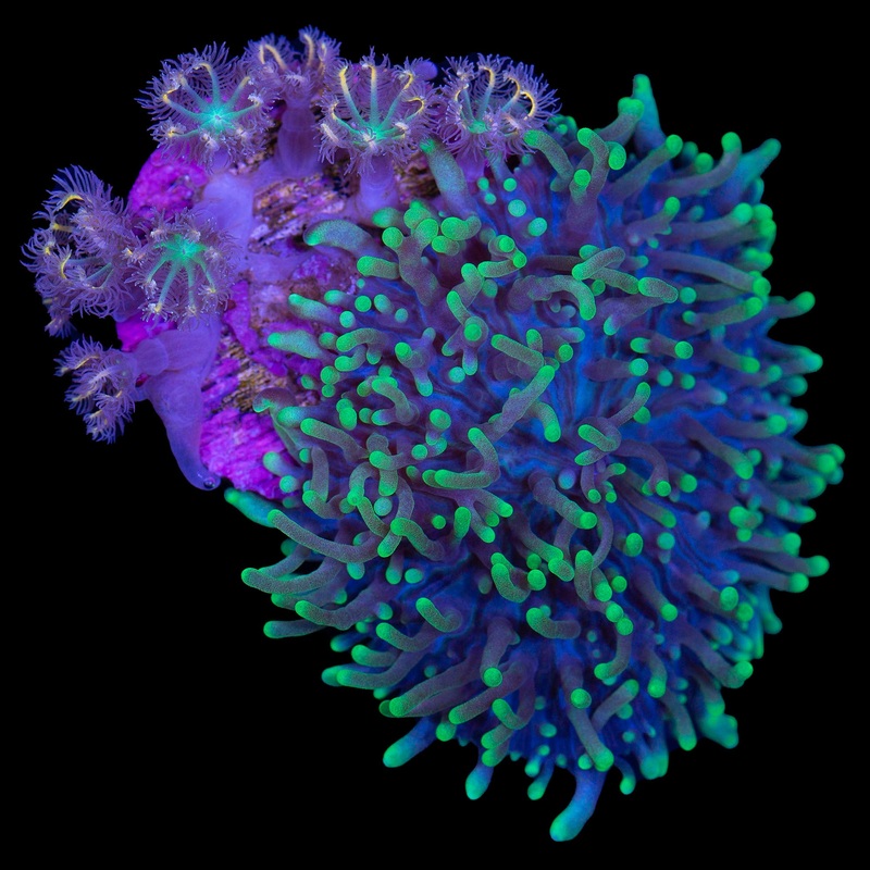 Hairy Mushroom + Clove Polyp Combo
