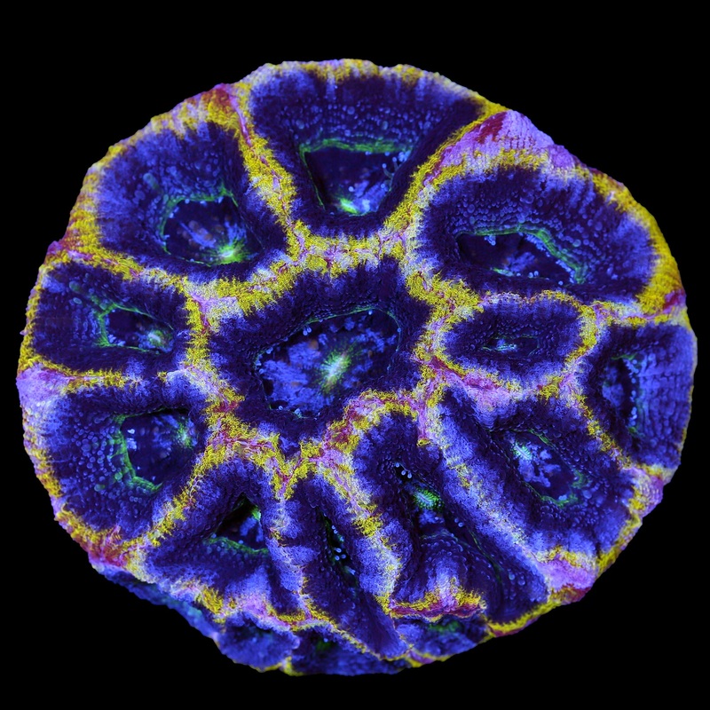 Holy Grail Acan Bowerbanki Coral Colony