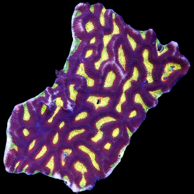 Hot Aussie Platygyra Coral Colony