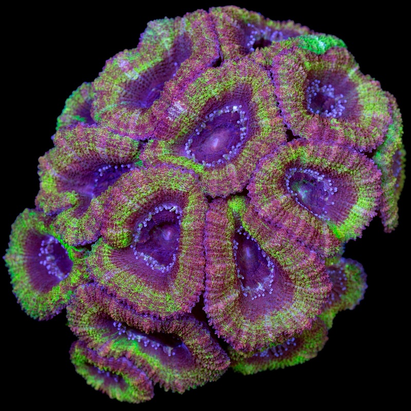 Hulk Acan Lord Coral Colony