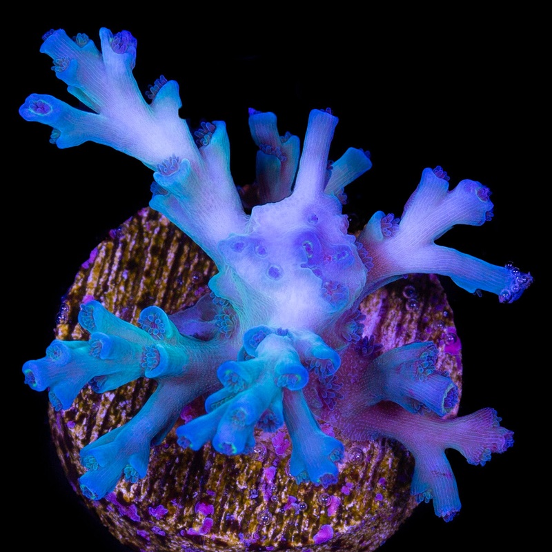 Ice Fire Acropora Echinata Coral